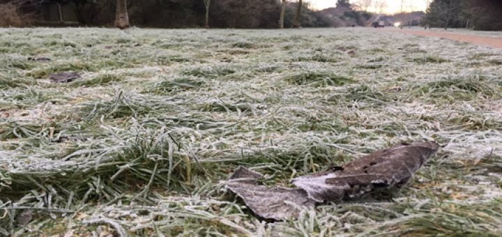 A frozen leaf on frozen grass.