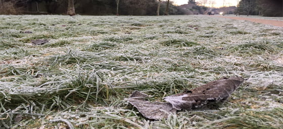 A frozen leaf on frozen grass.