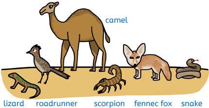 Desert animals