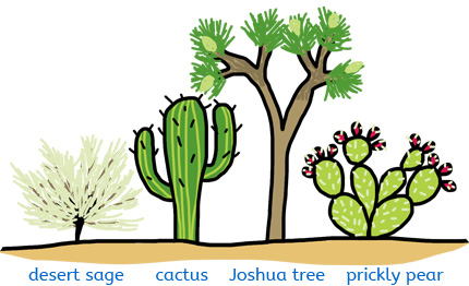 Desert plants