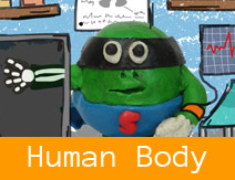 Human Body