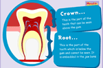 Structure of a tooth