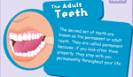 Types of teeth