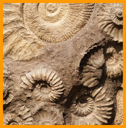 Fossils