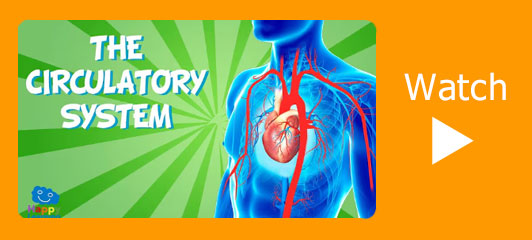 The Circulatory System video