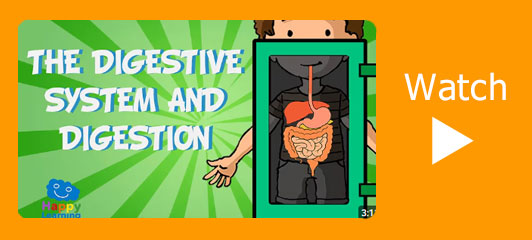 The Digestive System video
