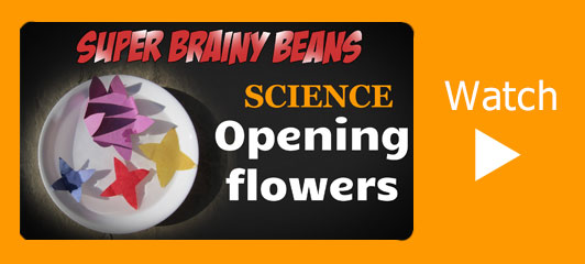Opening flowers video